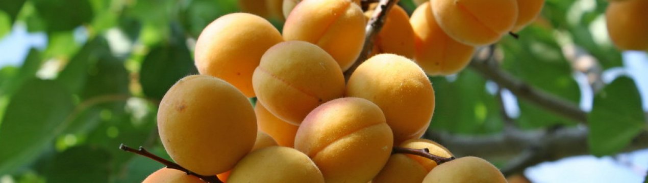 Правила посадки і догляду за сортом абрикоса Погремок