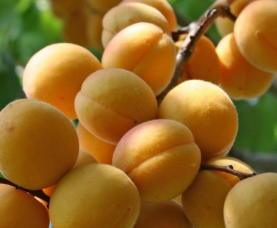 Правила посадки і догляду за сортом абрикоса Погремок