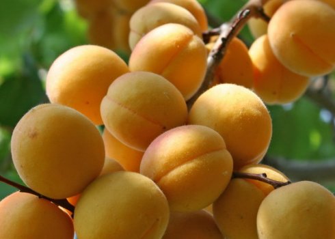 Правила посадки і догляду за сортом абрикоса Погремок