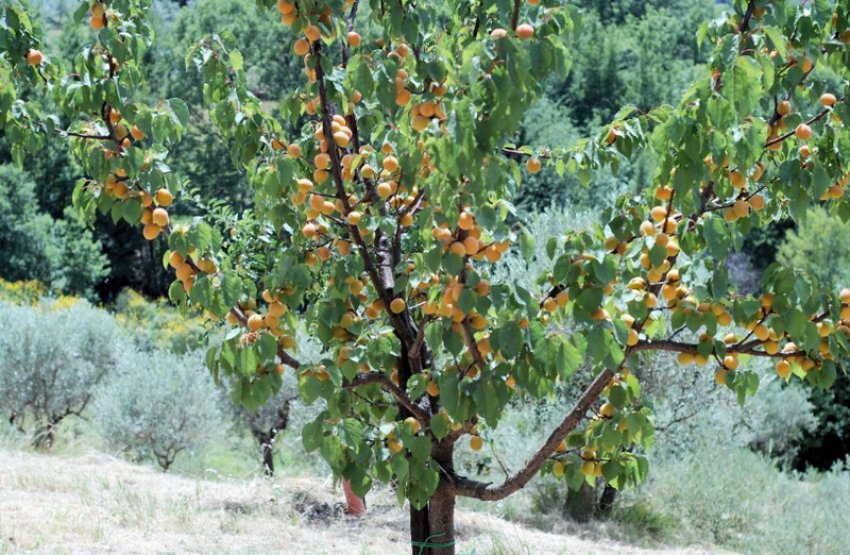 Абрикос Погремок Абрикос Погремок