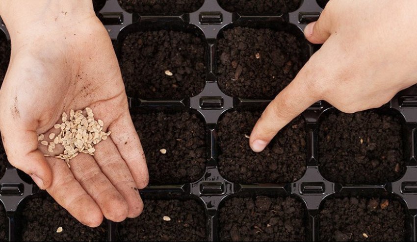 Посів насіння на розсаду