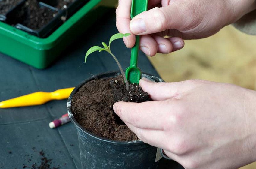 Пікіровка розсади томатів