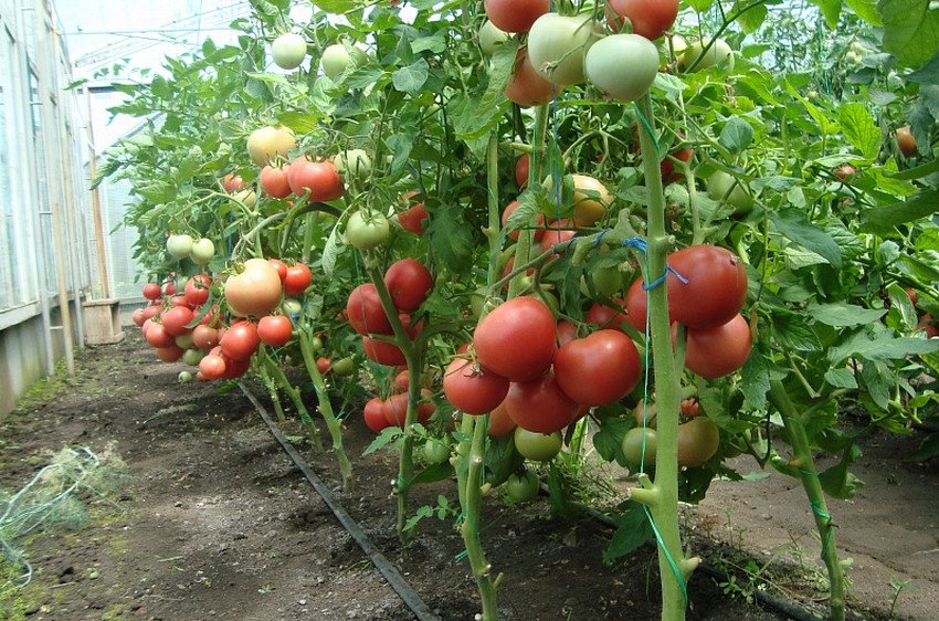 Рожеві помідори в теплиці