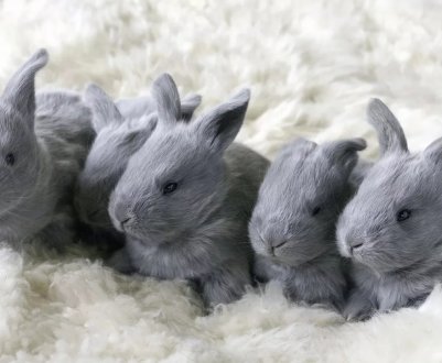 Тваринницька ферма звернулася за допомогою після крадіжки 3-х тижневого кролика