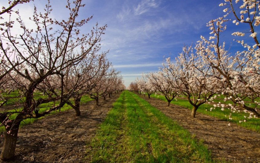 Абрикосовий сад Абрикосовий сад
