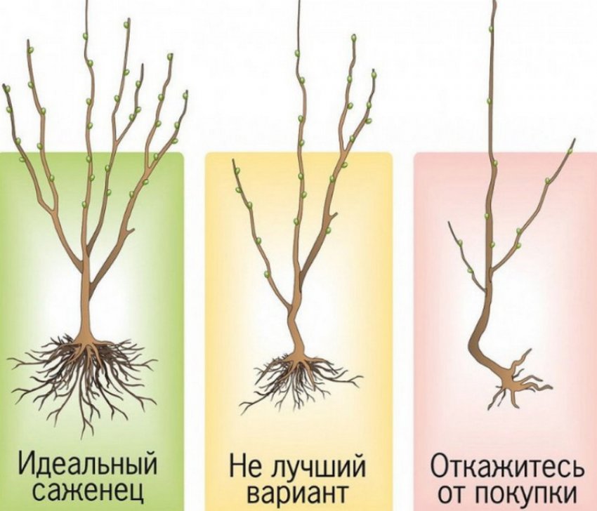 Саджанці Саджанці