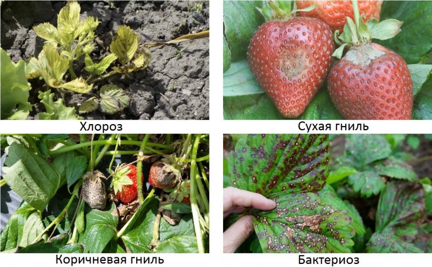 Можно ли опрыскивать клубнику во время цветения борной кислотой. 66086.pq21ro.850. Можно ли опрыскивать клубнику во время цветения борной кислотой фото. Можно ли опрыскивать клубнику во время цветения борной кислотой-66086.pq21ro.850. картинка Можно ли опрыскивать клубнику во время цветения борной кислотой. картинка 66086.pq21ro.850. Борная кислота – это популярный медицинский препарат, которые сегодня нашел свое применение для обработки различных овощных и декоративных культур. Благодаря ей можно не только защитить растение от болезнетворных микробов, но и повысить урожайность и сахаристость плодов. Особенно часто борной кислота используется для обработки клубники. Такие обработки позволяют повысить вкусовые качества ягоды.