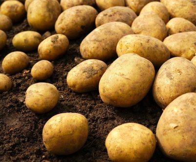 Найкращі сорти картоплі для середньої смуги