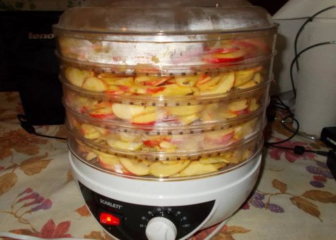 Особенности сушки яблок в электросушилке