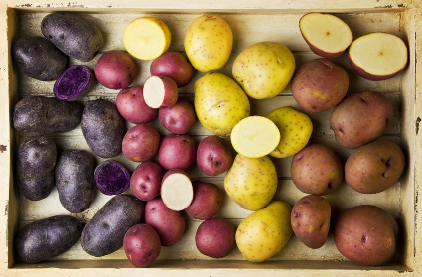 Сорти картоплі Сорти картоплі