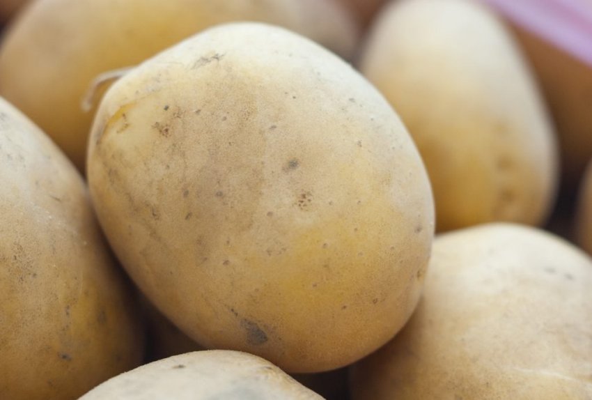 Картоплю сорту Метеор Картоплю сорту Метеор