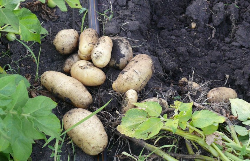 Картопля Імпала Картопля Імпала