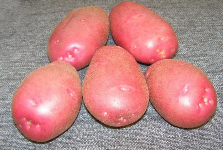 Картопля Кам'янський Картопля Кам'янський