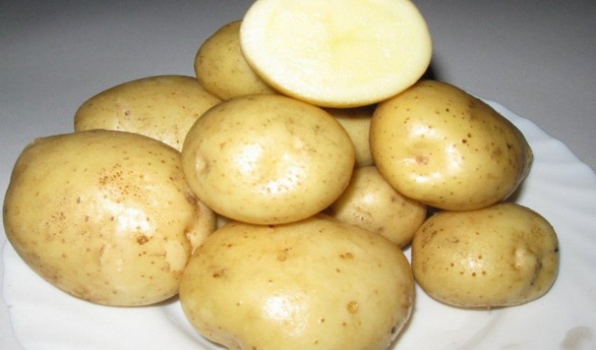 Картопля Адретта Картопля Адретта