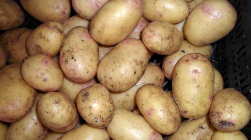 Картопля Ірбитський Картопля Ірбитський