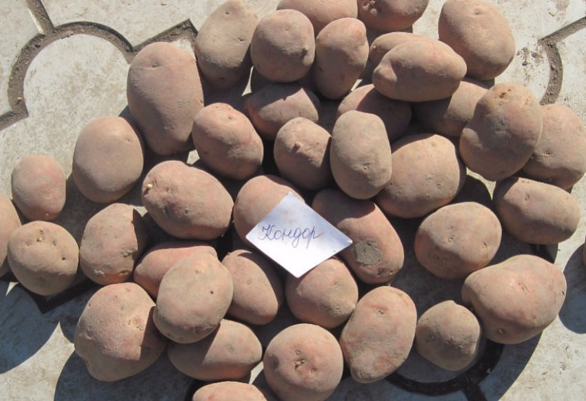 Картопля Кондор Картопля Кондор