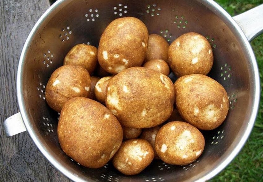 Картопля Ківі Картопля Ківі