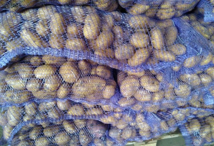 Картопля Альтаїр Картопля Альтаїр