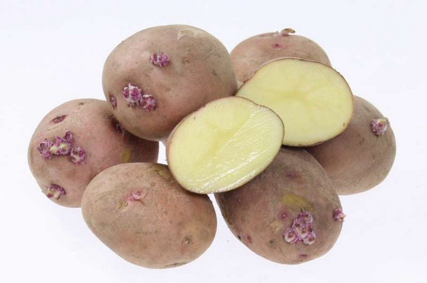 Картопля Накра Картопля Накра