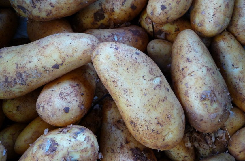 Картопля Атлант Картопля Атлант