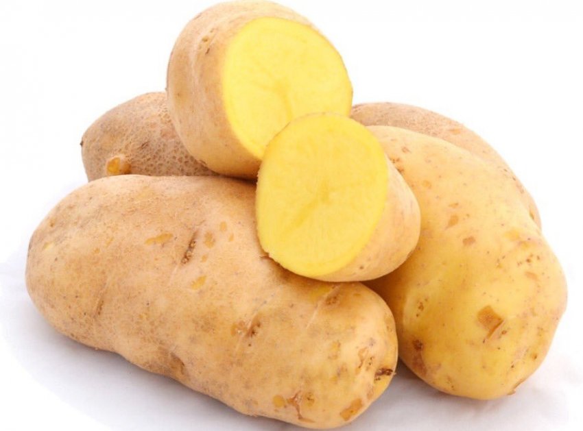 Картопля Агрія Картопля Агрія