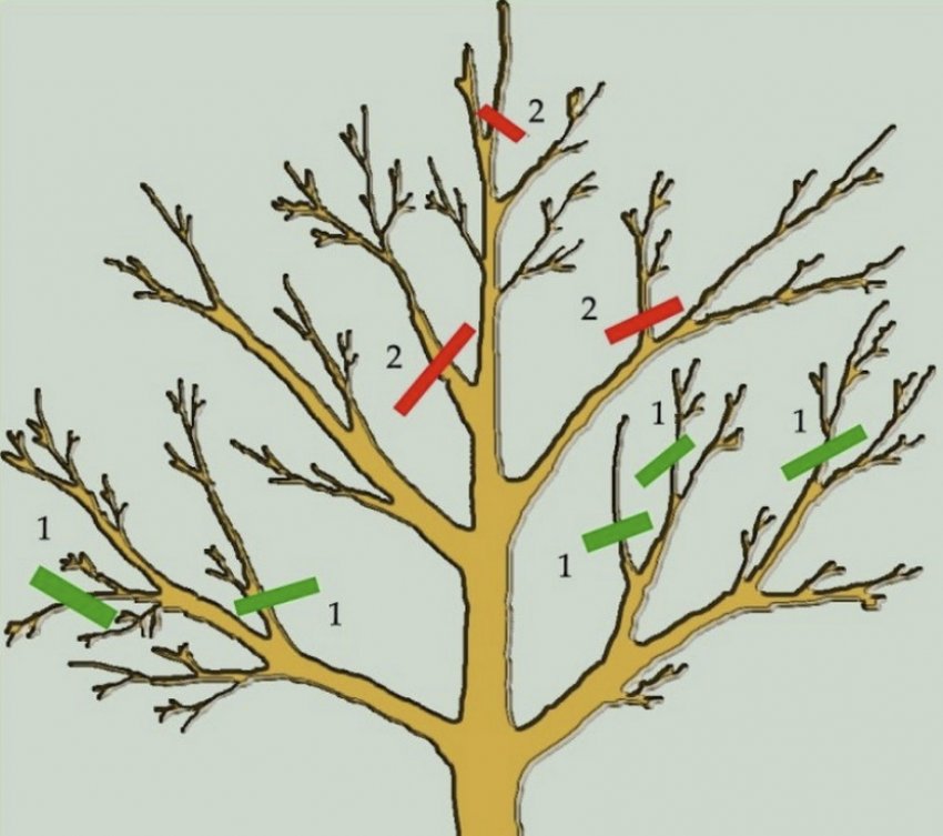 Схема обрезки плодовых деревьев