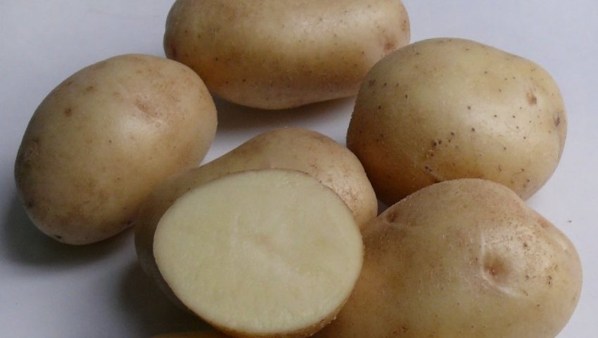 Картопля Улюбленець Картопля Улюбленець