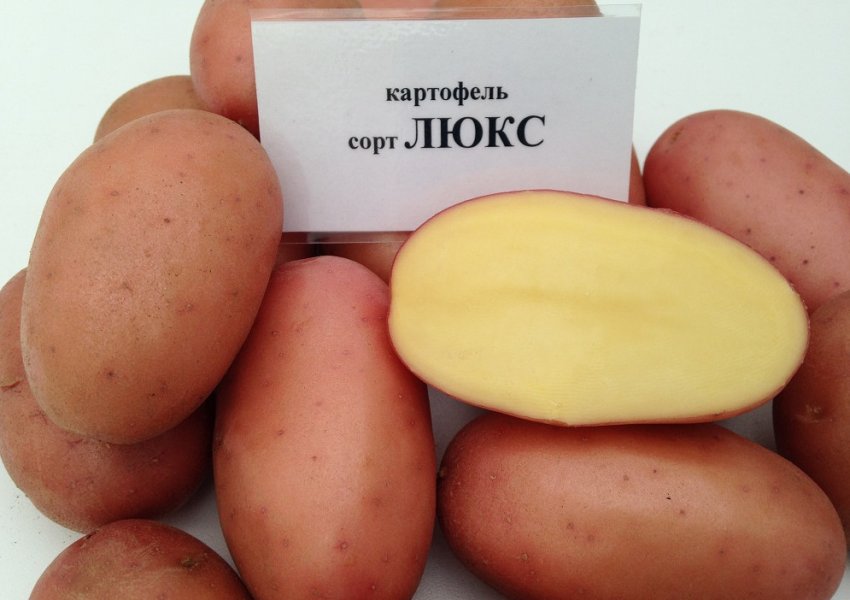 Картопля Люкс Картопля Люкс