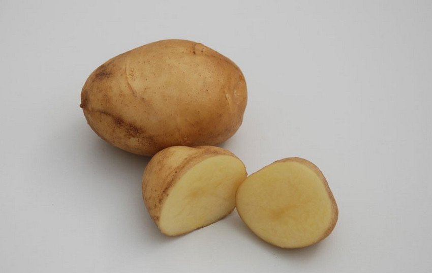 Картоплю сорту Ярла Картоплю сорту Ярла