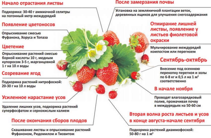 чем обработать землю после больной клубники нематодой