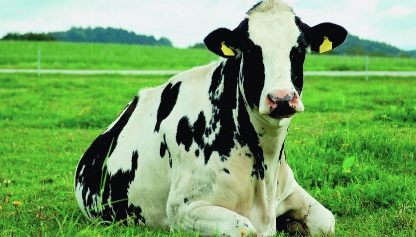 Голландська порода корів