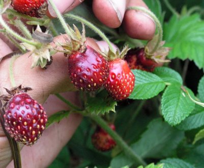 Як позбутися від нематоди на полуниці?