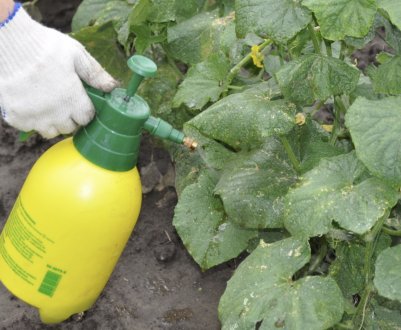 Як правильно підгодовувати огірки азотом