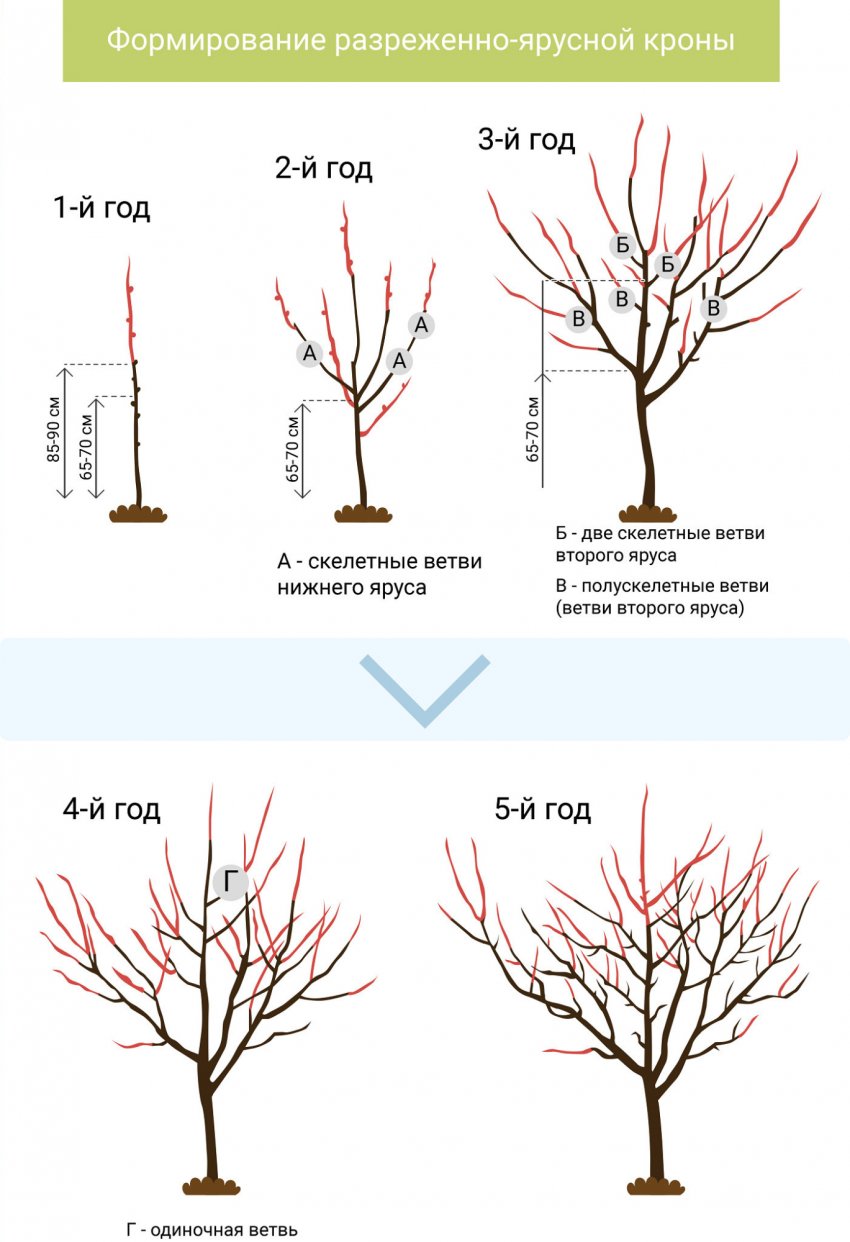 Схема формировки разреженно-ярусной кроны плодового дерева