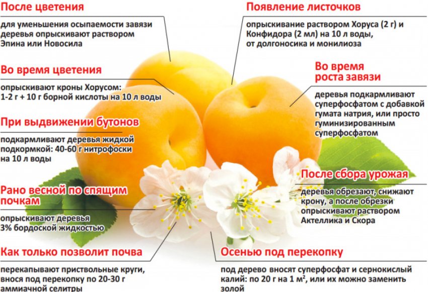 Пошаговый уход и питание абрикосов