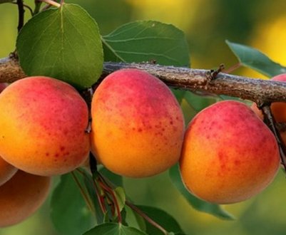 Абрикосове дерево з кісточки в домашніх умовах