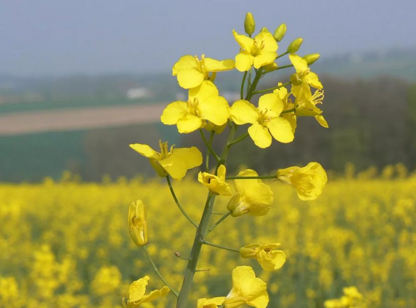 Украина планирует экспортировать рапс в Китай Украина планирует экспортировать рапс в Китай