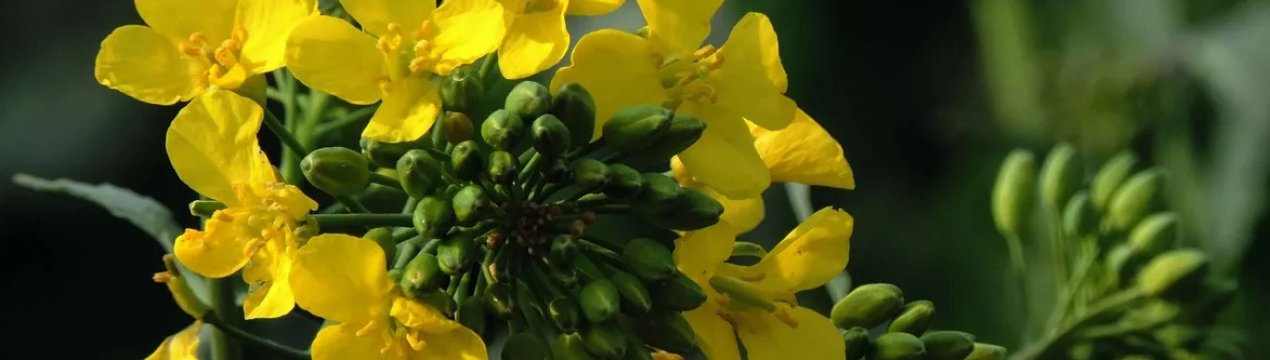 Україна планує експортувати ріпак в Китай