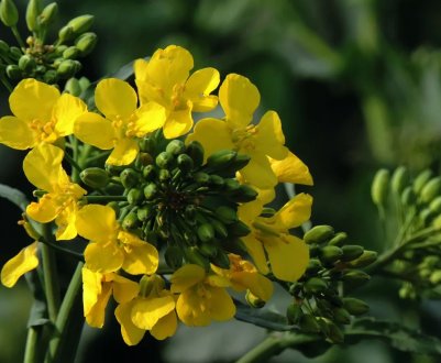 Україна планує експортувати ріпак в Китай