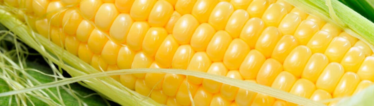 Завод з переробки кукурудзи побудують у Вінницькій області