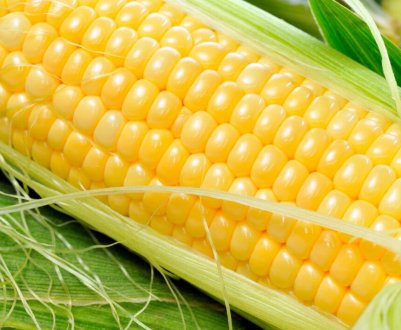 Завод з переробки кукурудзи побудують у Вінницькій області