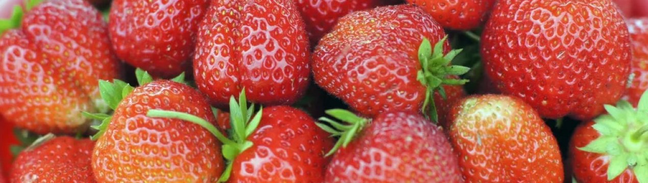 Ягода клубника сорт машенька. . Ягода клубника сорт машенька фото. Ягода клубника сорт машенька-. картинка Ягода клубника сорт машенька. картинка . Сорт клубники Машенька, также известный под названием Московская юбилейная, относится к универсальным и высокоурожайным, за что любим владельцами приусадебных участков. Крупные и компактные кусты хорошо себя чувствуют в климате средней полосы и южных регионов. По размеру ягод Машенька обходит многие другие сорта, сохраняя при этом оптимальный баланс сочности и сладости плодов.