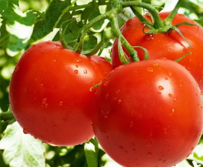 Томати в Україні дешевшати не збираються