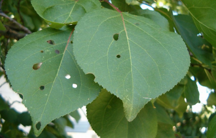 Клястероспоріоз абрикоса Клястероспоріоз абрикоса