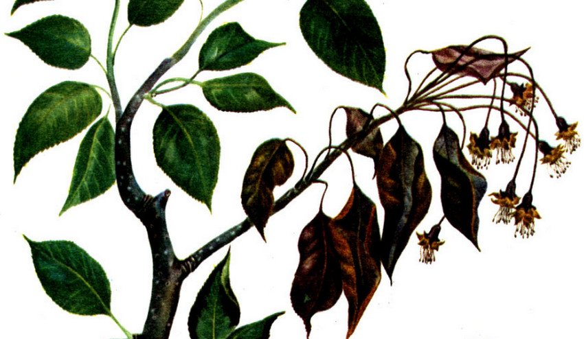 Вертициллезное в'янення абрикоса Вертициллезное в'янення абрикоса