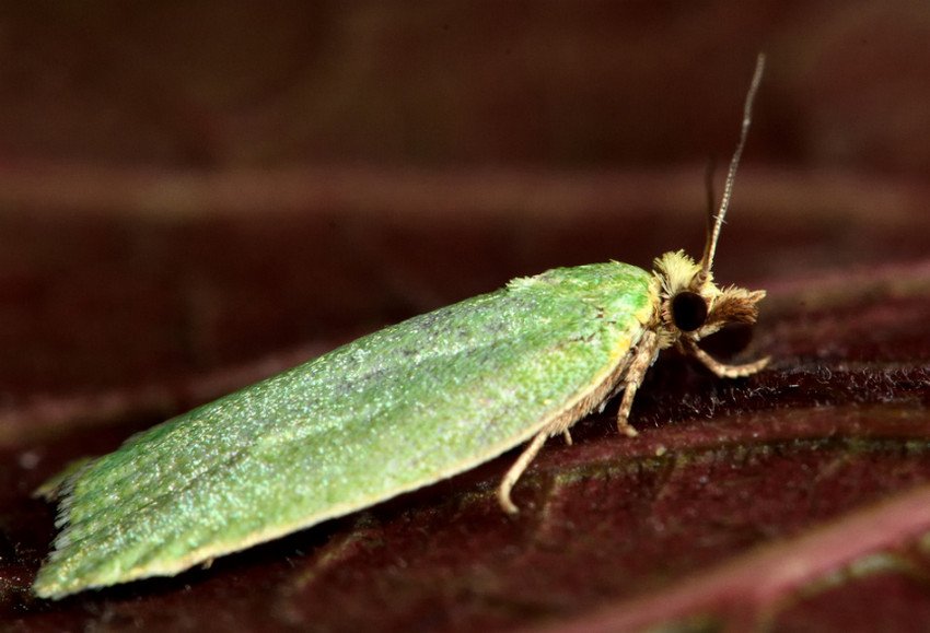 Листовійка Листовійка