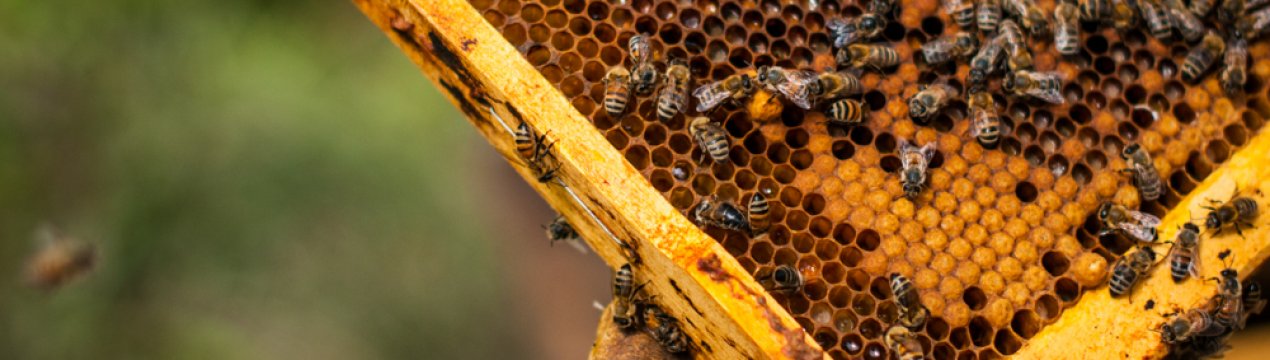 Причини і способи застосування мурашиної кислоти в бджільництві