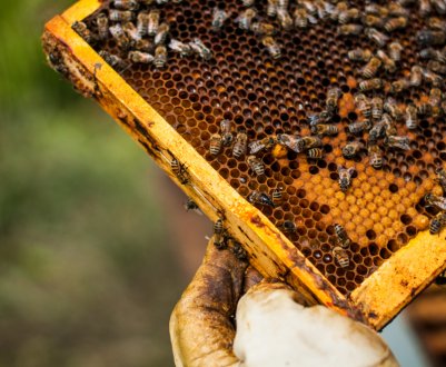 Причини і способи застосування мурашиної кислоти в бджільництві