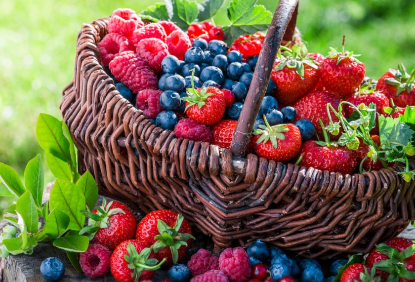 Украинские производители ягод будут поставлять свою продукцию в учебные заведения страны Украинские производители ягод будут поставлять свою продукцию в учебные заведения страны