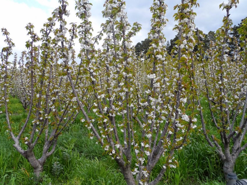 Черешня «іспанський кущ»